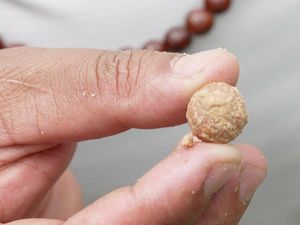 Mengapa Gerombolan Bersenjata Tebang Pohon Bodhichitta di Pedesaan Nepal?