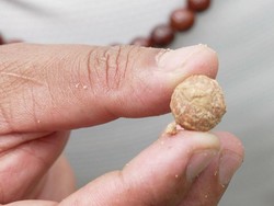 Mengapa Gerombolan Bersenjata Tebang Pohon Bodhichitta di Pedesaan Nepal?