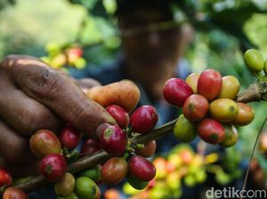BUMN Libatkan Warga Desa Kelola Kebun Kopi BUMN Libatkan Warga Desa Kelola Kebun Kopi