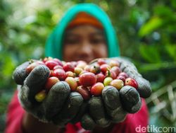 7 Negara Produsen Kopi Terbaik di Dunia, Indonesia Masuk Daftar!