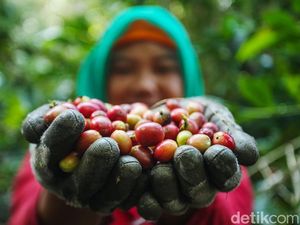 Majalengka Targetkan Produksi Kopi 70 Ton Majalengka Targetkan Produksi Kopi 70 Ton
