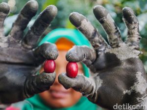 Ini 5 Perbedaan Kopi Robusta dan Arabika, Apa Favoritmu?