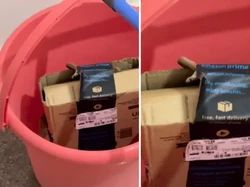 Ngeri, Pesan Stik Game Malah Dikirim Ular Kobra