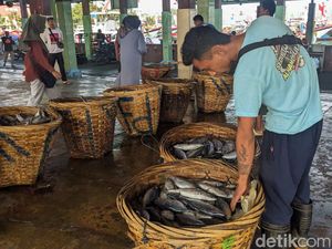 Harga Ikan Anjlok, Nelayan Trenggalek Minta Pemerintah Setop Impor Surimi Harga Ikan Anjlok, Nelayan Trenggalek Minta Pemerintah Setop Impor Surimi