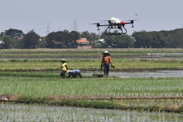 Keren! Sawah di Bekasi Disemprot Pestisida Pakai Drone