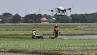 Keren! Sawah di Bekasi Disemprot Pestisida Pakai Drone