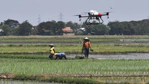 Keren! Sawah di Bekasi Disemprot Pestisida Pakai Drone