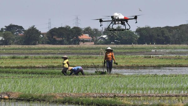 Keren! Sawah di Bekasi Disemprot Pestisida Pakai Drone