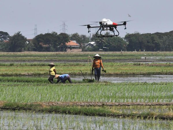 Keren! Sawah di Bekasi Disemprot Pestisida Pakai Drone