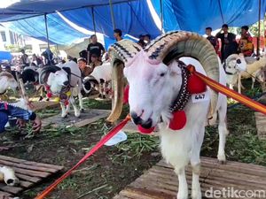 Kala Kambing dan Domba di Tasik Adu Kasep hingga Otot di Pesta Patok Kala Kambing dan Domba di Tasik Adu Kasep hingga Otot di Pesta Patok
