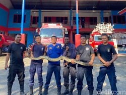 Ular Piton 3 Meter Masuk ke Toko Hewan di Parepare, Damkar Evakuasi