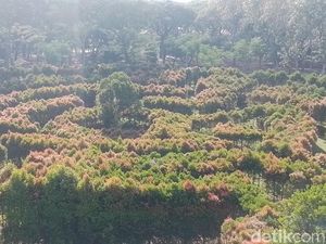 Taman Hutan Kota Penjaringan Peredam Sengatan Matahari dan Kusut Truk Raksasa Taman Hutan Kota Penjaringan Peredam Sengatan Matahari dan Kusut Truk Raksasa