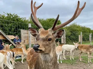 Kok Bisa Bocah 4 tahun Tertinggal di Taman Margasatwa, Padahal ...