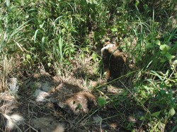 TACB Gunungkidul Tinjau 3 Benda Diduga Cagar Budaya, Ada Batu Candi-Topeng
