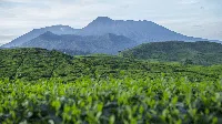 Keindahan Alam Desa Cikoneng Penghasil Kopi di Bogor