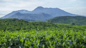 Keindahan Alam Desa Cikoneng Penghasil Kopi di Bogor Keindahan Alam Desa Cikoneng Penghasil Kopi di Bogor