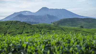 Keindahan Alam Desa Cikoneng Penghasil Kopi di Bogor