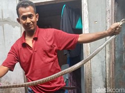 Mak Jegagik! Emak-emak di Klaten Mau Masak Malah Temukan Ular 1,5 Meter