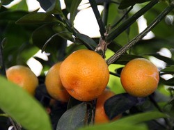 7 Manfaat Jeruk Kasturi untuk Kesehatan, Bisa Mempercantik Kulit!