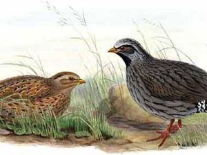 Spesies Perlu Dilindungi Bisa Dilihat dari Daftar Burung Hilang, Begini Kata Ahli