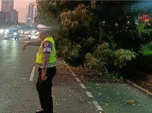 Ada Pohon Tumbang Tutupi Ruas Jalur Sepeda Jl Gatsu, Jaksel