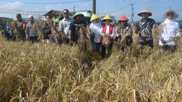 Bogor Panen Raya Padi Nutrizinc