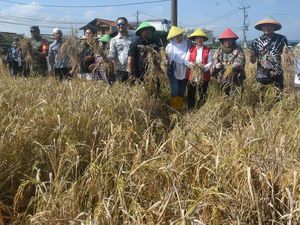Bogor Panen Raya Padi Nutrizinc