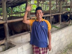 Ratusan Peternak Sapi di Bangka Belitung Rasakan Manfaat KUR Bank Sumsel Babel