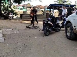 Ular Piton 6 Meter Masuk Keramba Ikan di Muratara Langsung Ditangkap Warga