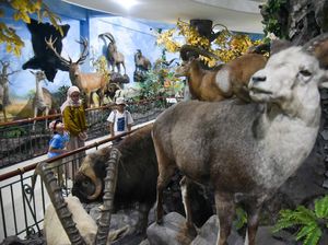 Menjelajah Koleksi Satwa di Rahmat International Wildlife Museum Medan