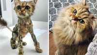 Dulu Tampak Menyedihkan, Setelah Diadopsi Kucing Ini Bikin Pangling