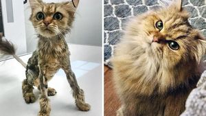 Dulu Tampak Menyedihkan, Setelah Diadopsi Kucing Ini Bikin Pangling