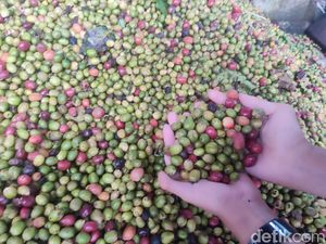 Harga Kopi di Lubuklinggau Melejit Bikin Petani Sumringah