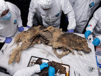 Ilmuwan Rusia Temukan Bangkai Serigala Berusia 44 Ribu Tahun, Ini Potretnya