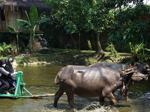 Outbound Seru di Pelita Desa Bogor: Aktivitas dan Harga Paket