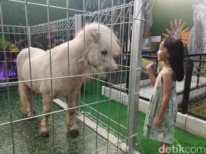 Serunya Mengunjungi Kebun Binatang Mini di Mal Kota Medan, Ada Llama