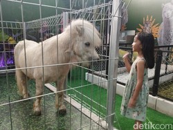 Serunya Mengunjungi Kebun Binatang Mini di Mal Kota Medan, Ada Llama