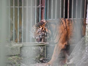 Momen Horor Pencari Kayu Nyaris Disantap Harimau di Sungai Apit Momen Horor Pencari Kayu Nyaris Disantap Harimau di Sungai Apit