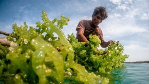 Potret Budidaya Rumput Laut di Karimunjawa
