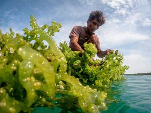 Potret Budidaya Rumput Laut di Karimunjawa