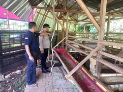 Geger 7 Kambing di Cilodong Depok Dicuri, 3 Ekor Hanya Tersisa Jeroan