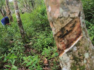 Modal Asing Bikin Harga Karet di Sumsel Terus Merosot Modal Asing Bikin Harga Karet di Sumsel Terus Merosot