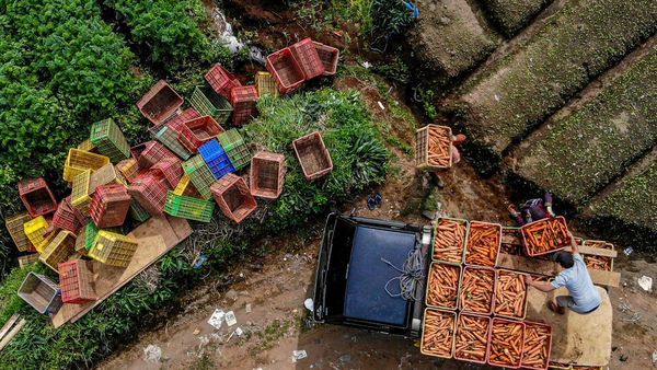Waduh! Produksi Tanaman Sayuran Nasional Turun