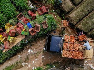 Waduh! Produksi Tanaman Sayuran Nasional Turun