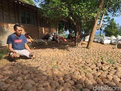 Harga Melejit, Petani Porang Wonogiri Raup Cuan