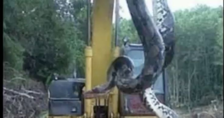 Anaconda raksasa seberat 400kg ditemukan di lokasi bangunan Brasil. (Tangkapan Layar Youtube Alexandre Flores)