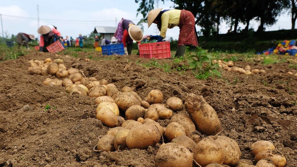 Anomali Cuaca, Produksi Kentang Turun hingga 50 Persen Anomali Cuaca, Produksi Kentang Turun hingga 50 Persen
