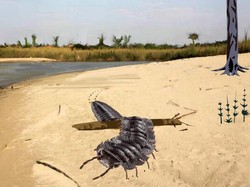 Hewan Kaki Seribu Ternyata Bisa Seukuran Mobil, Apakah Masih Ada yang Hidup?