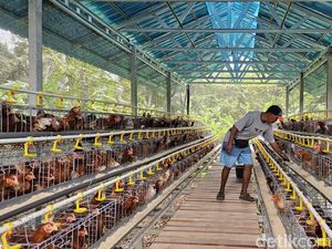 Dapat Rumah Gratis, Tunawisma di Klungkung Kini Usaha Ternak Ayam Petelur