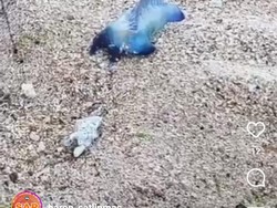 Waspada Ubur-ubur di Pantai Gunungkidul, Satlinmas: Kaya Disengat Kalajengking